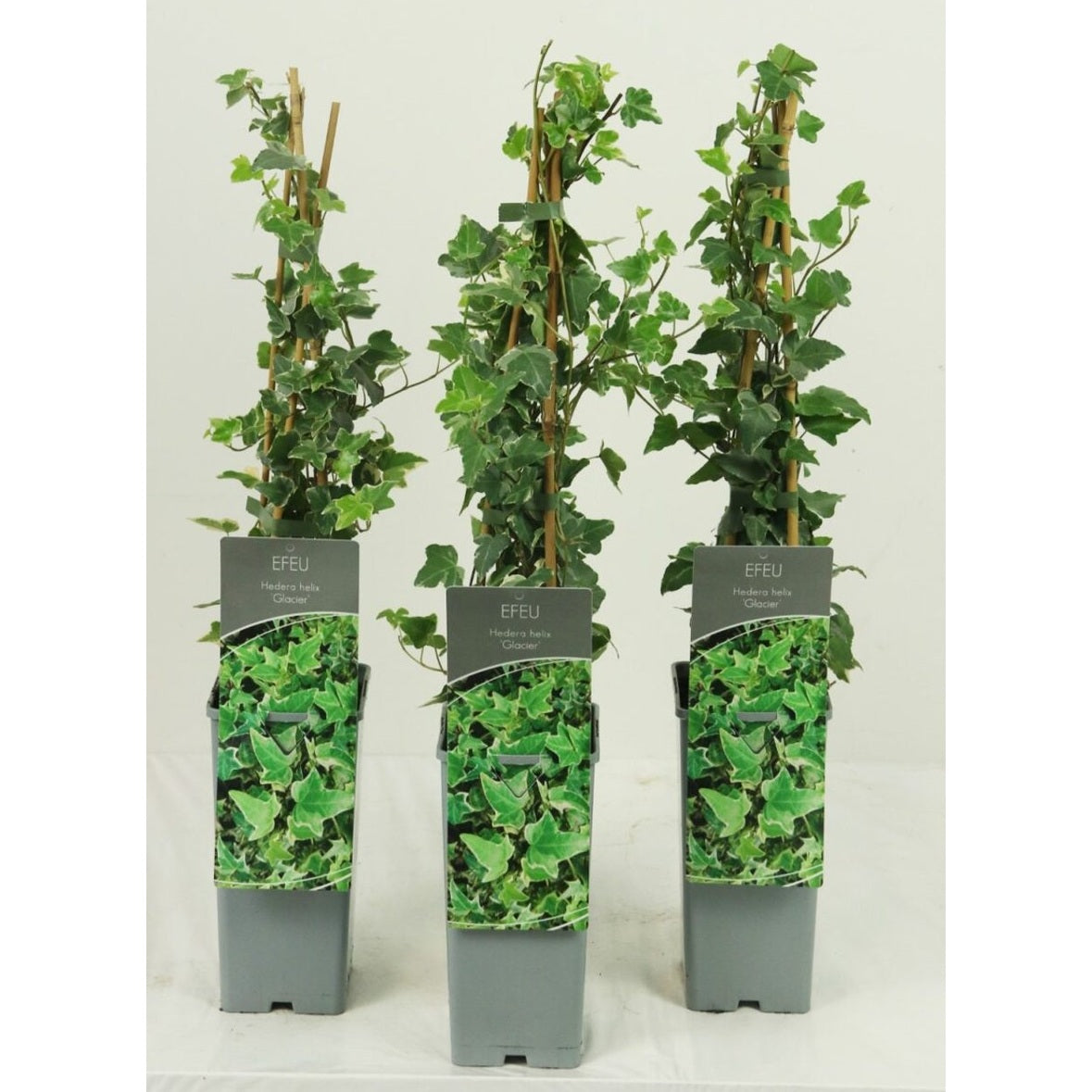 Murgröna – Hedera helix 'Glacier' - C2 50-60 CM 3 Stick